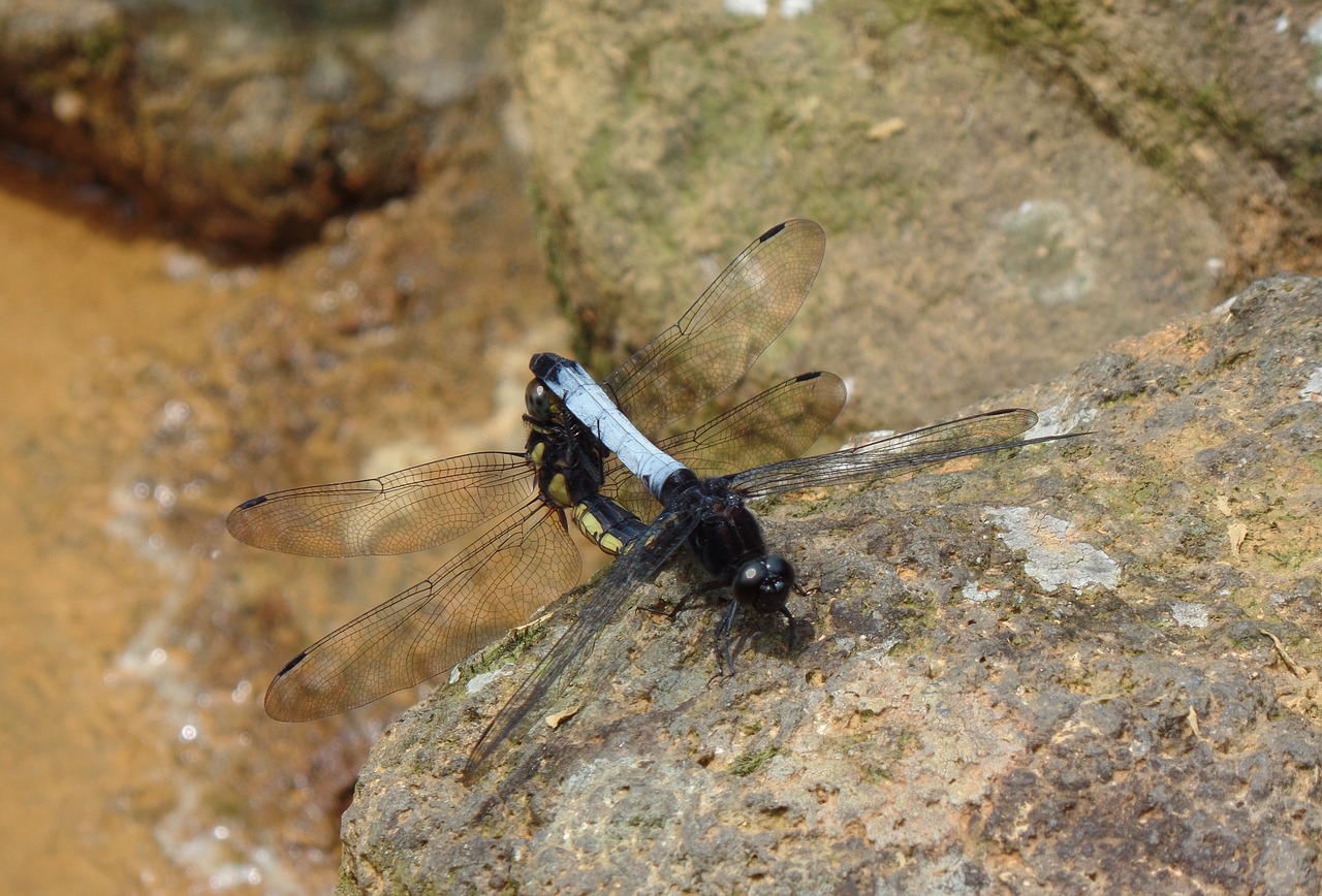 pet quentin chong dragonfly free photo