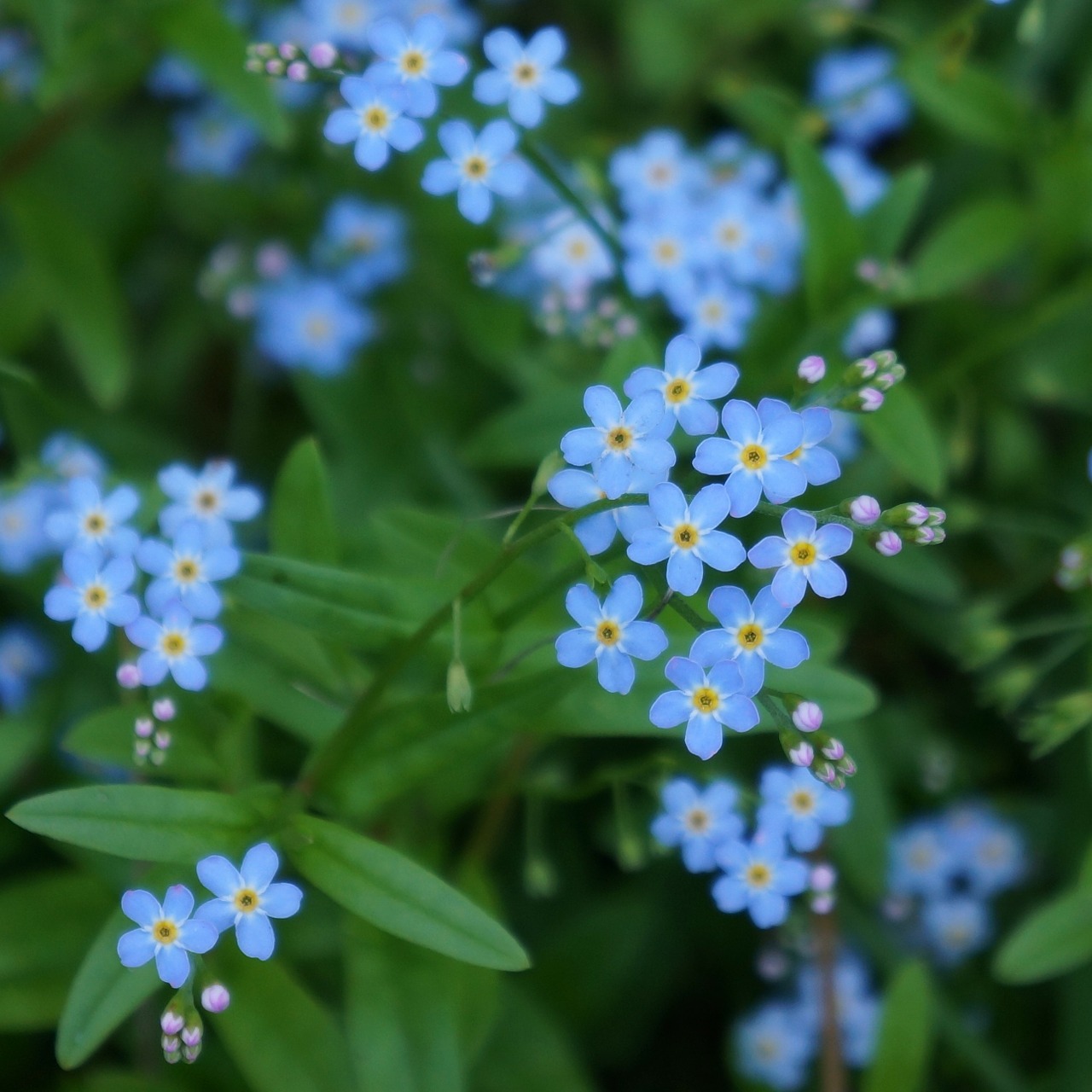 pet myosotis small blue flowers free photo