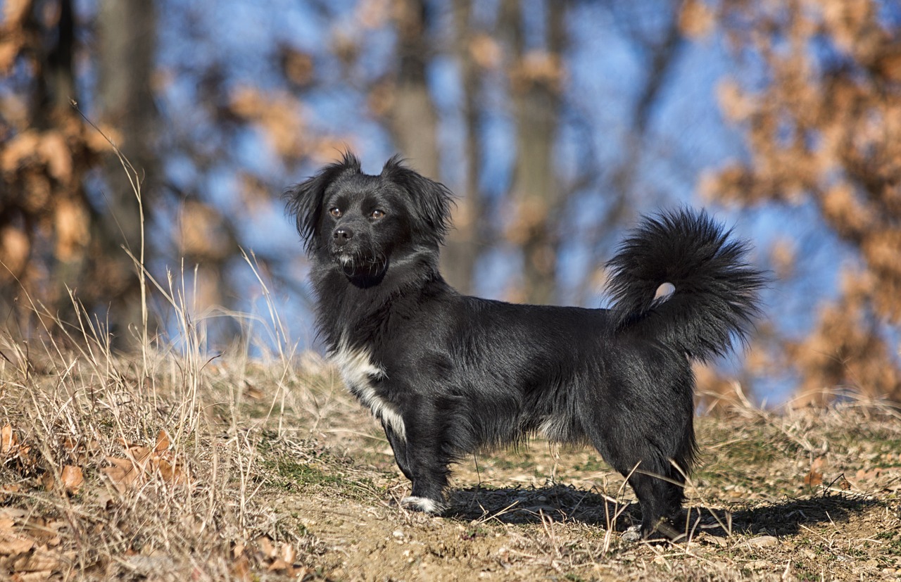 pet dog forest free photo