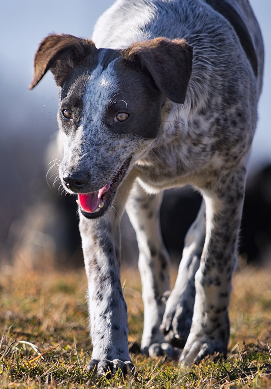 dog pet portrait free photo