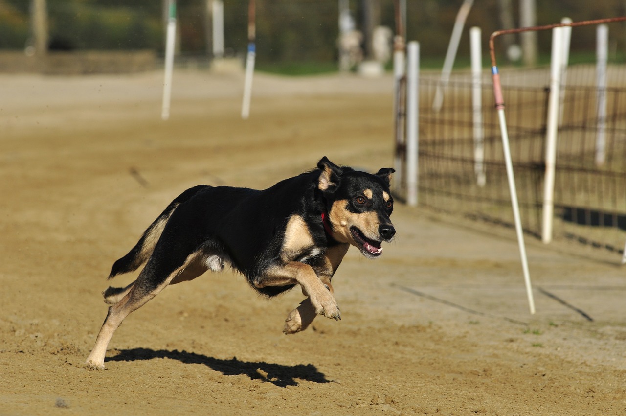 pet dog racecourse free photo