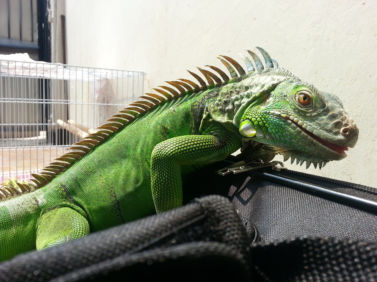 pet iguana monsters free photo