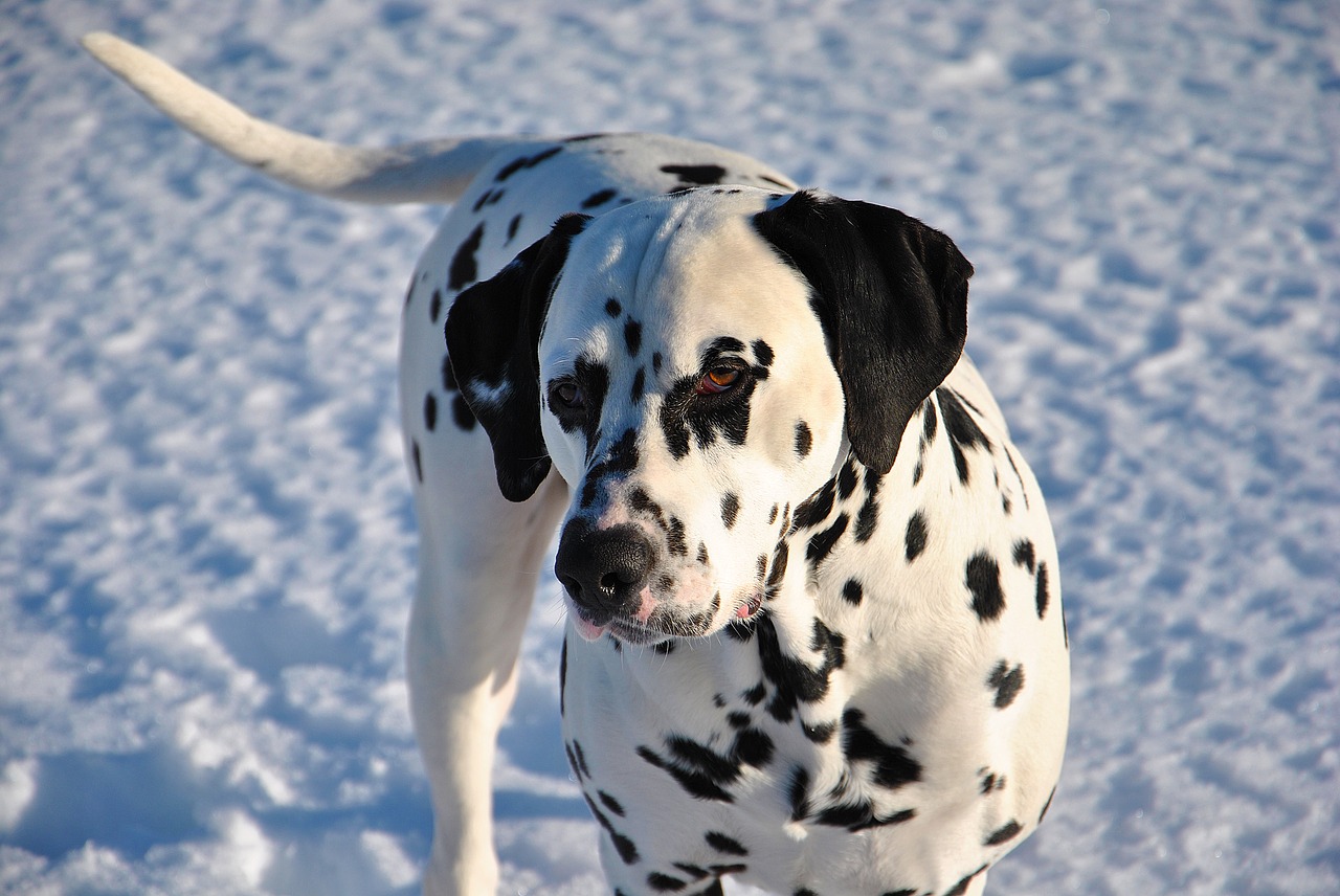 pet dog dalmatian free photo