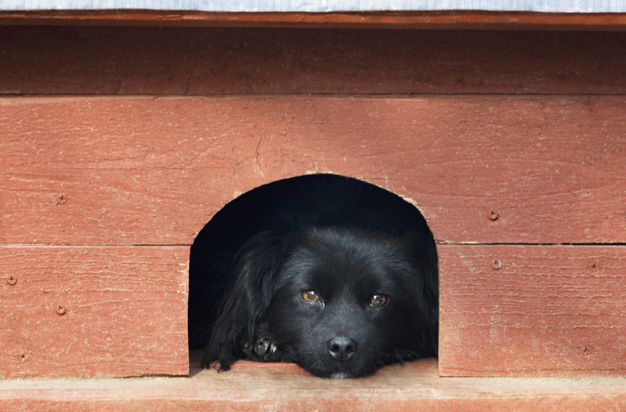 pet black dog orange free photo