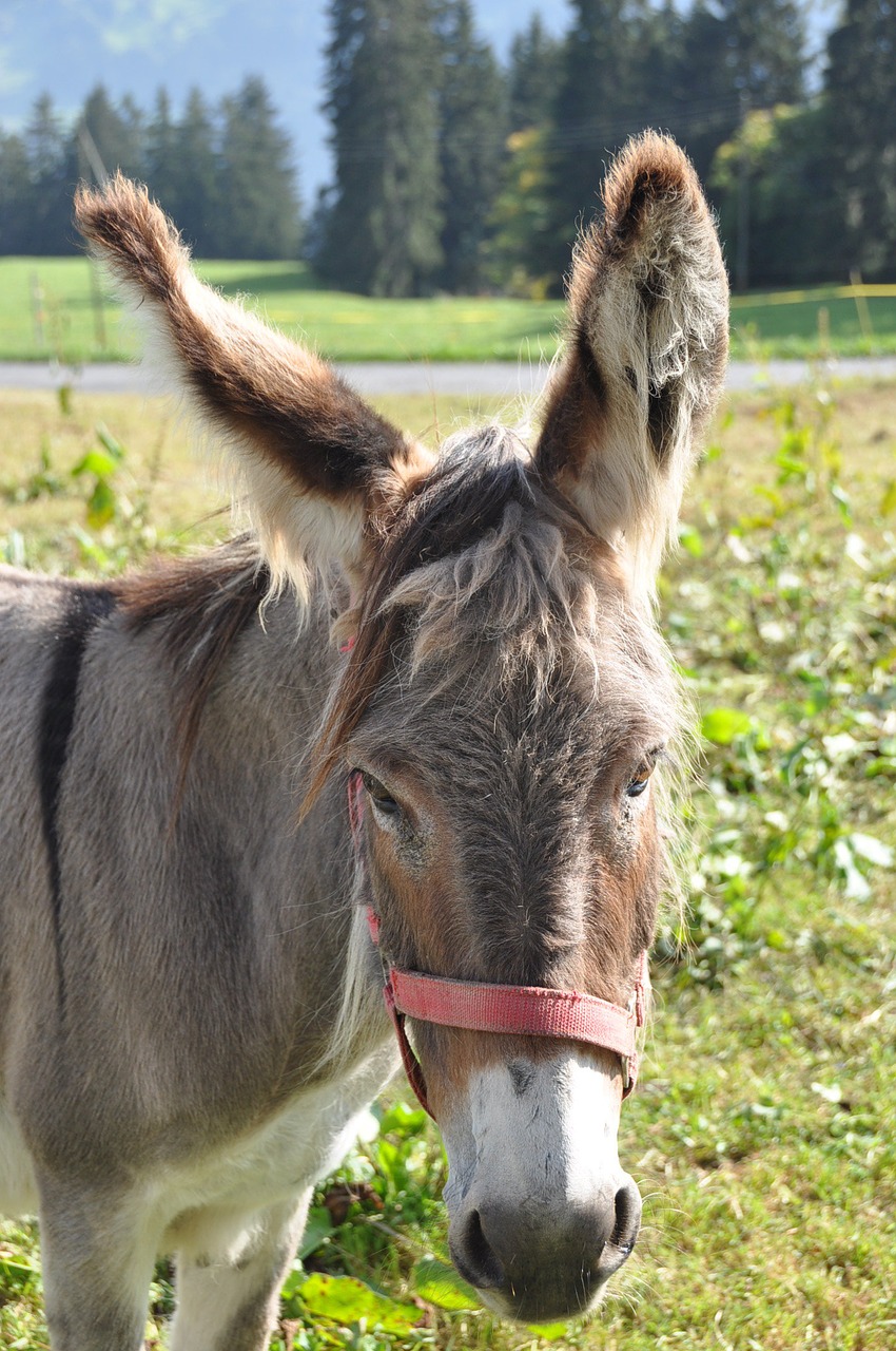 pet donkey pony free photo