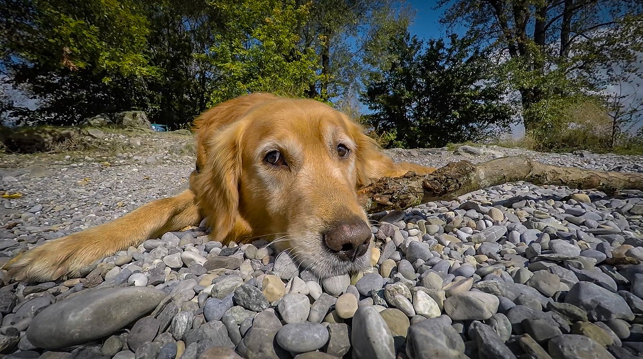 pet dog golden retriever free photo