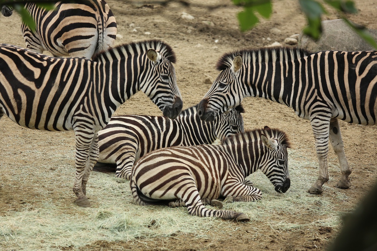 pet zebra zoo free photo