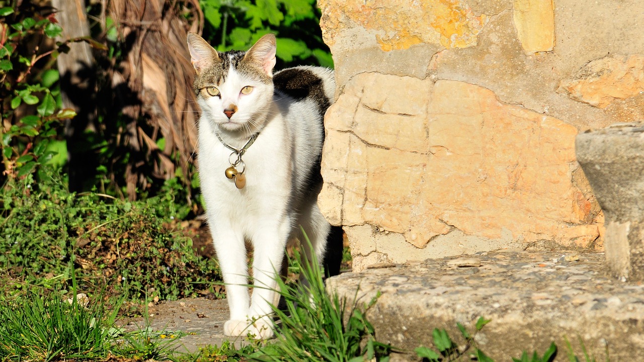 pet window feline free photo