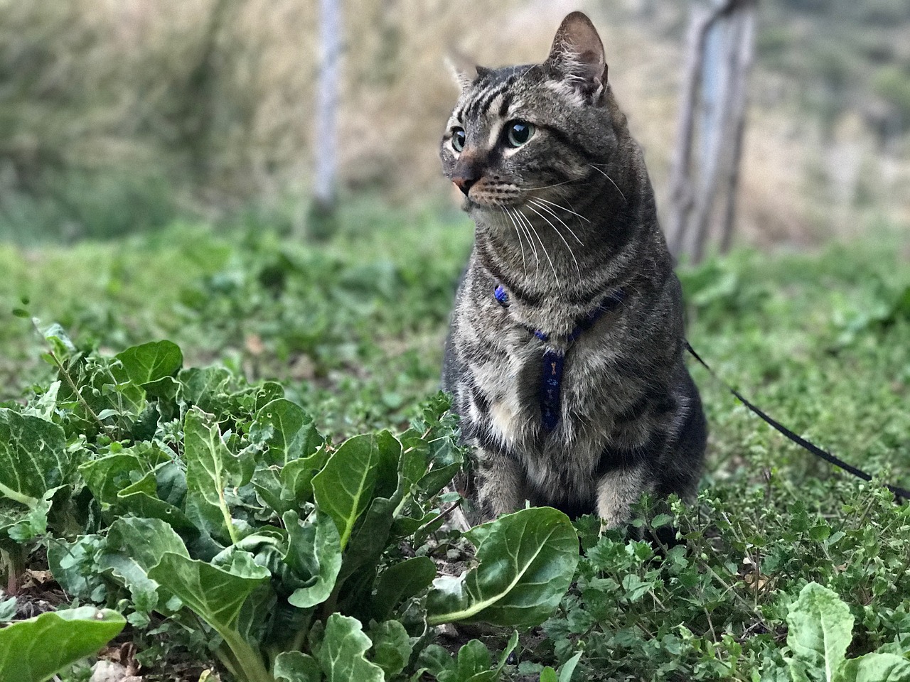 pet window feline free photo