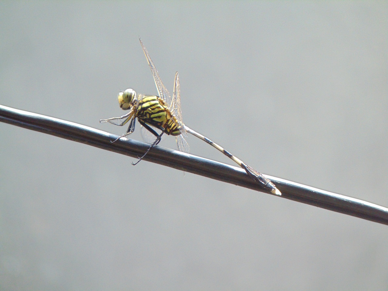pet dragonflies close-up free photo