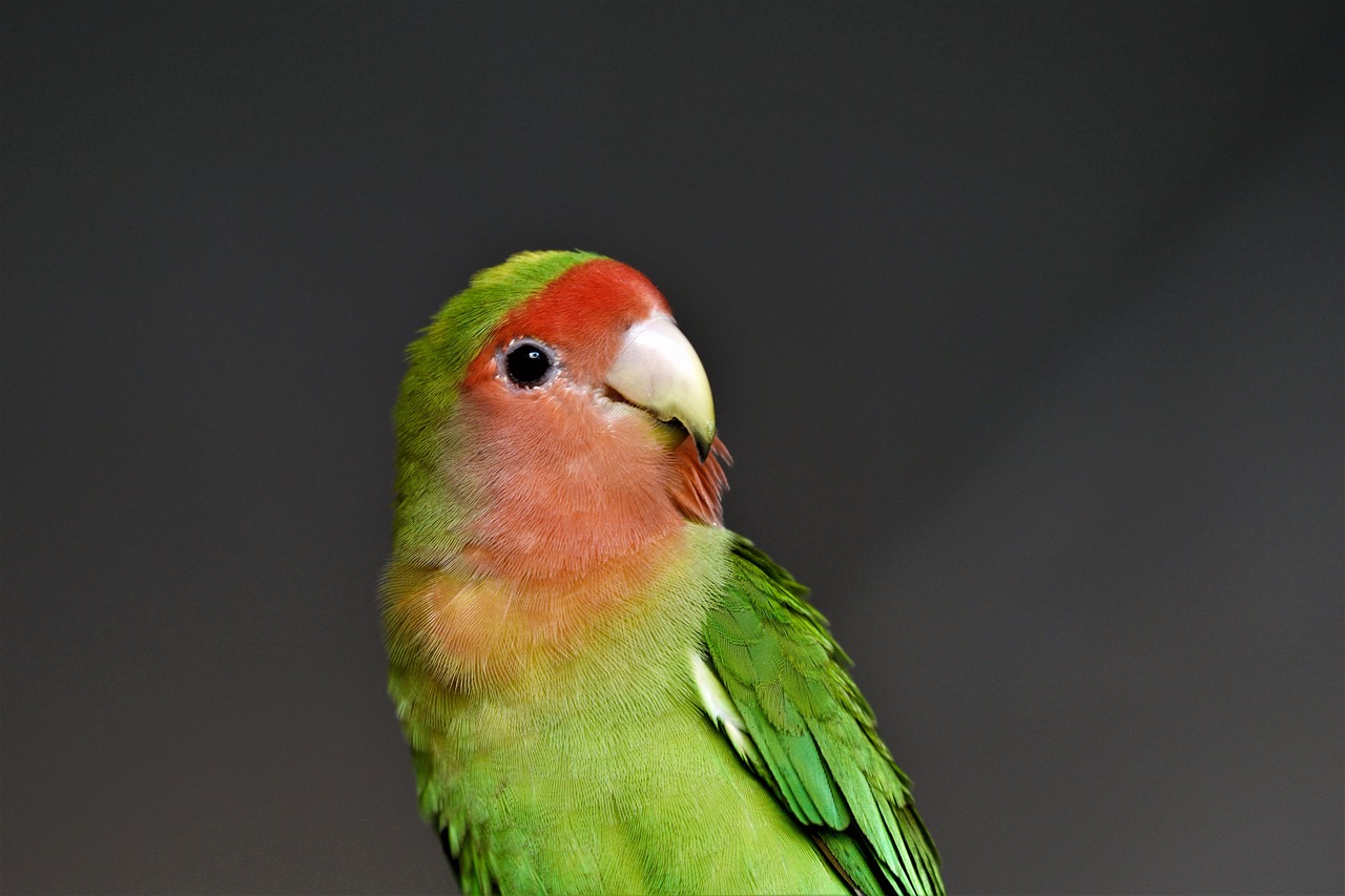 pet bird love bird free photo