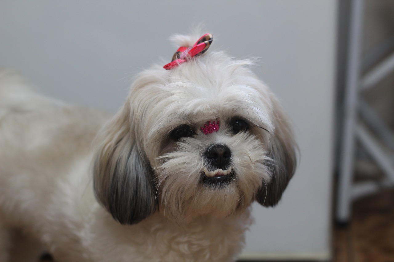 pet shih tzu dog free photo