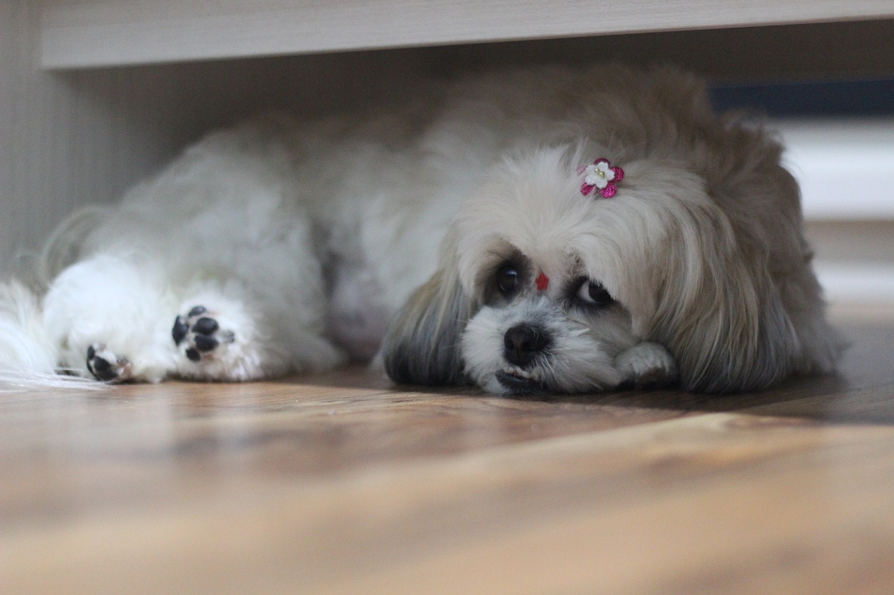 pet shih tzu dog free photo