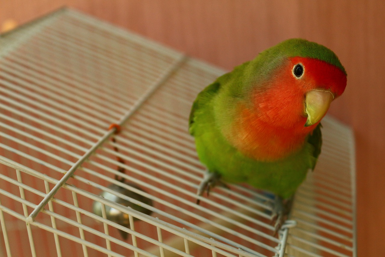 pet bird parrot free photo