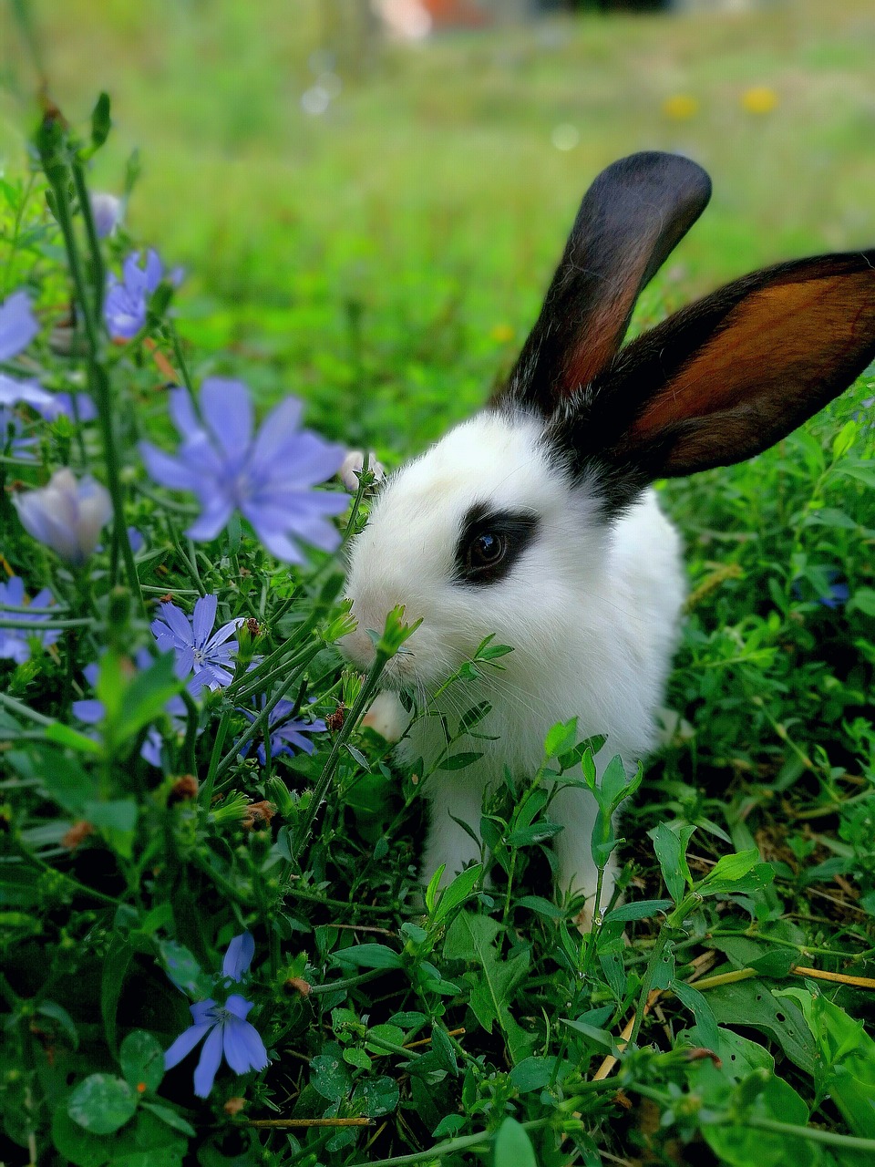 pet rabbit amateur free photo