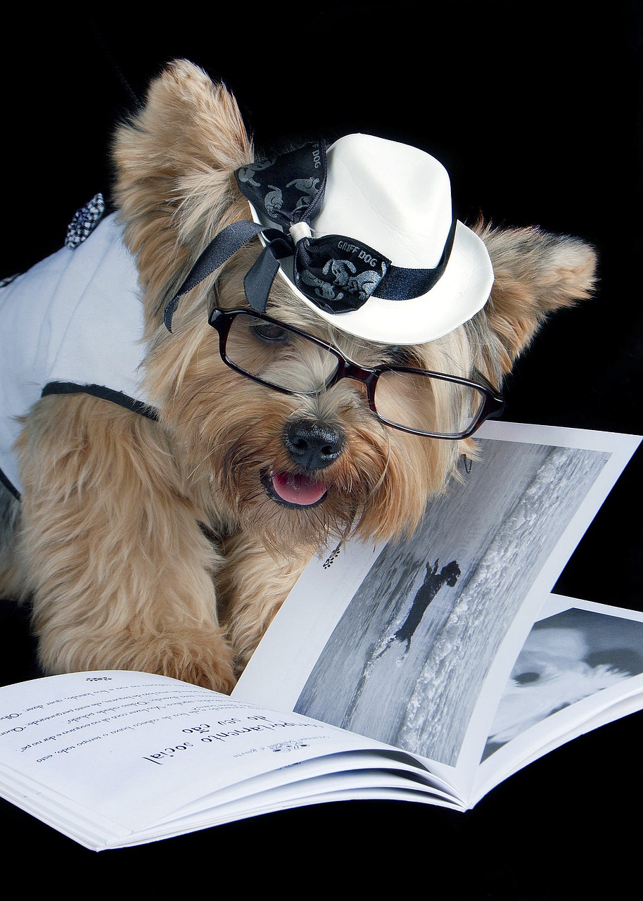 pet reading sunglasses free photo