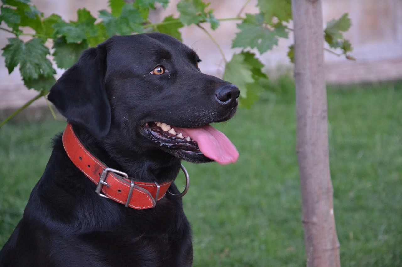 pet animal labrador free photo