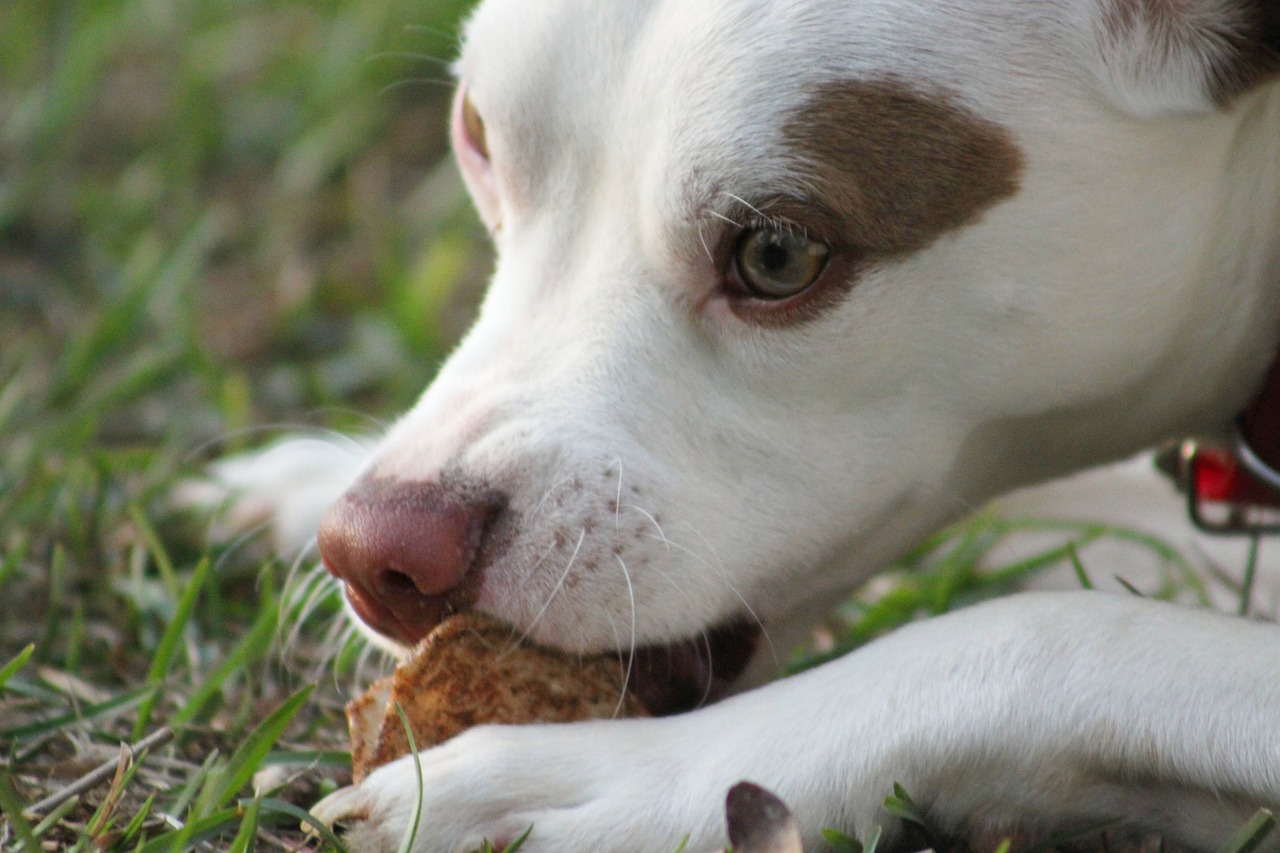 dogs with cancer diet