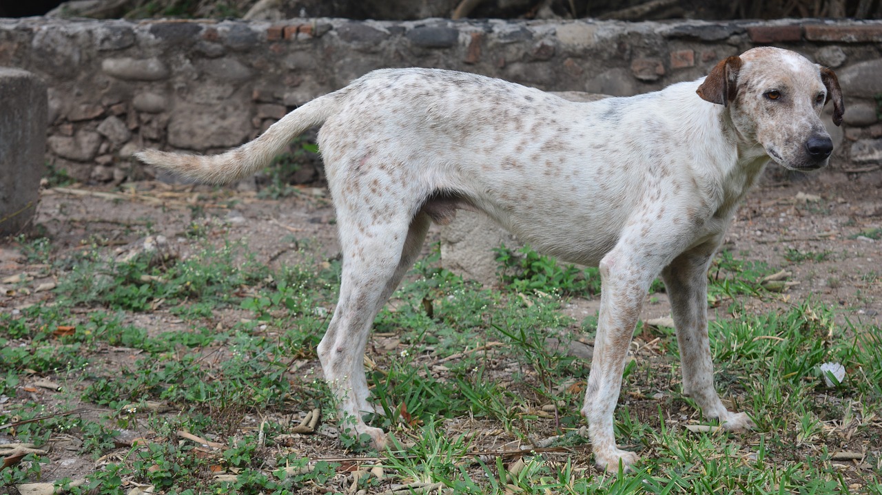 pet  street  dog free photo