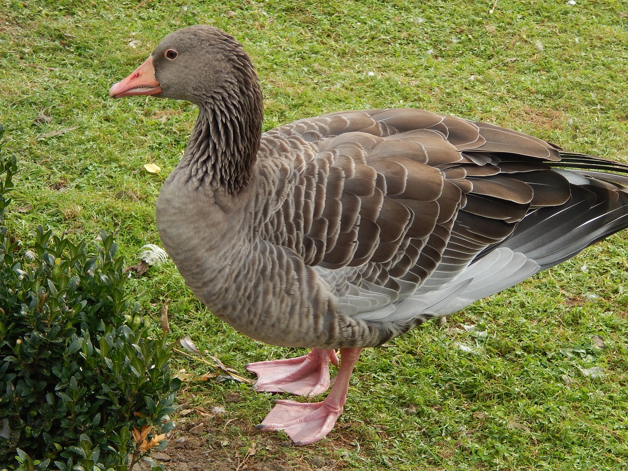 pet  animal  garden free photo