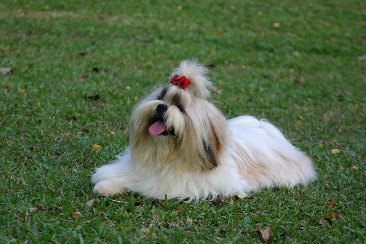 pet  dog  shihtzu free photo