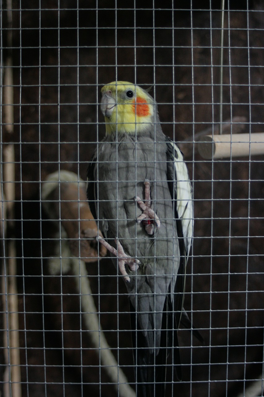pet bird cage free photo