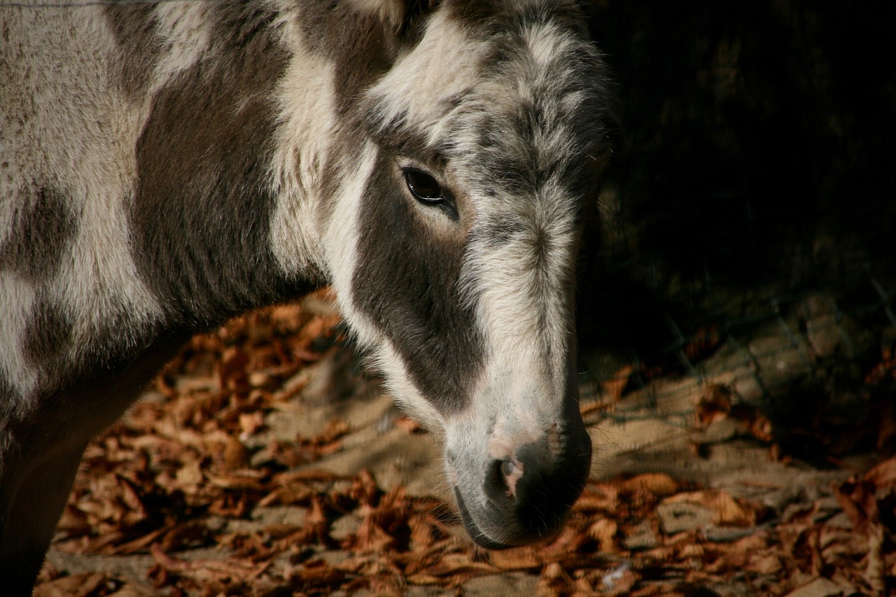 pet  donkey  patched free photo