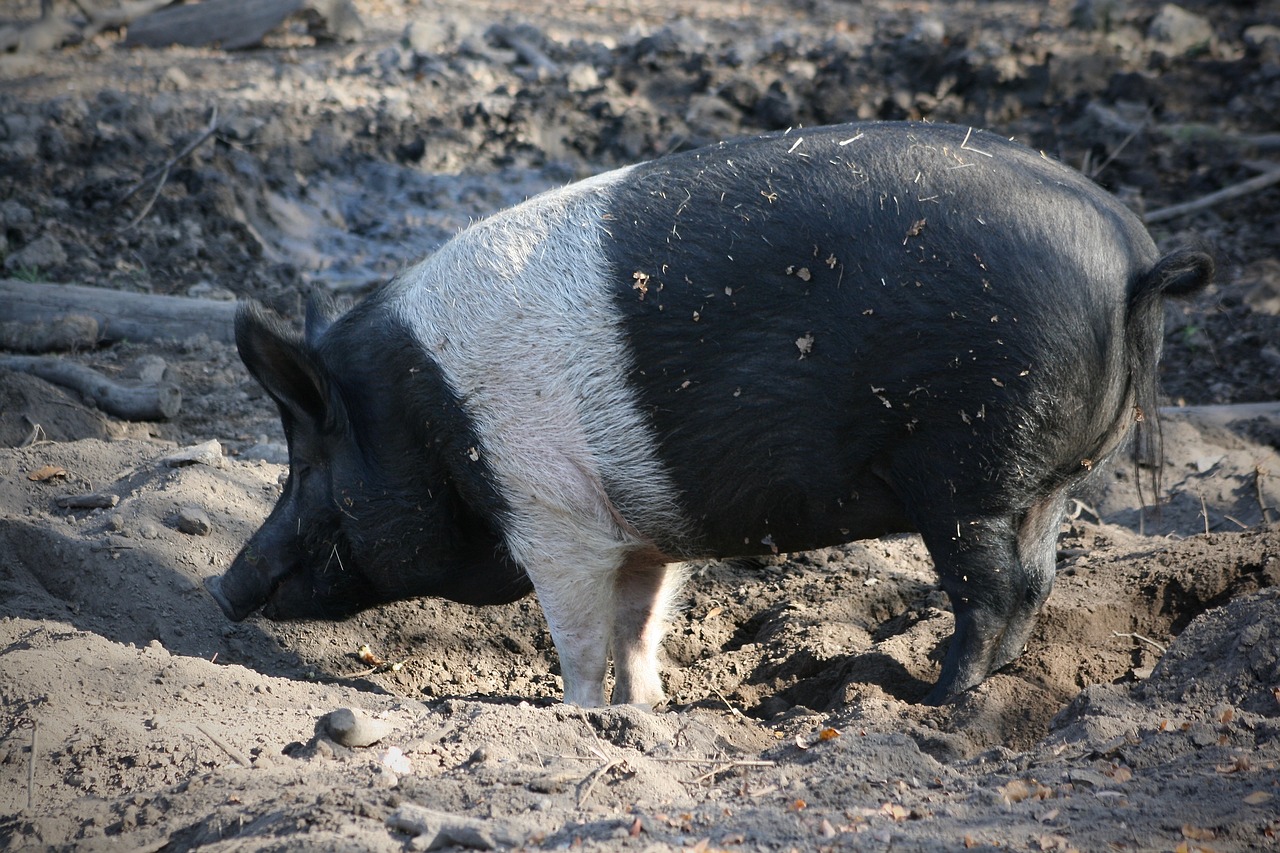 pet  domestic pig  mud free photo