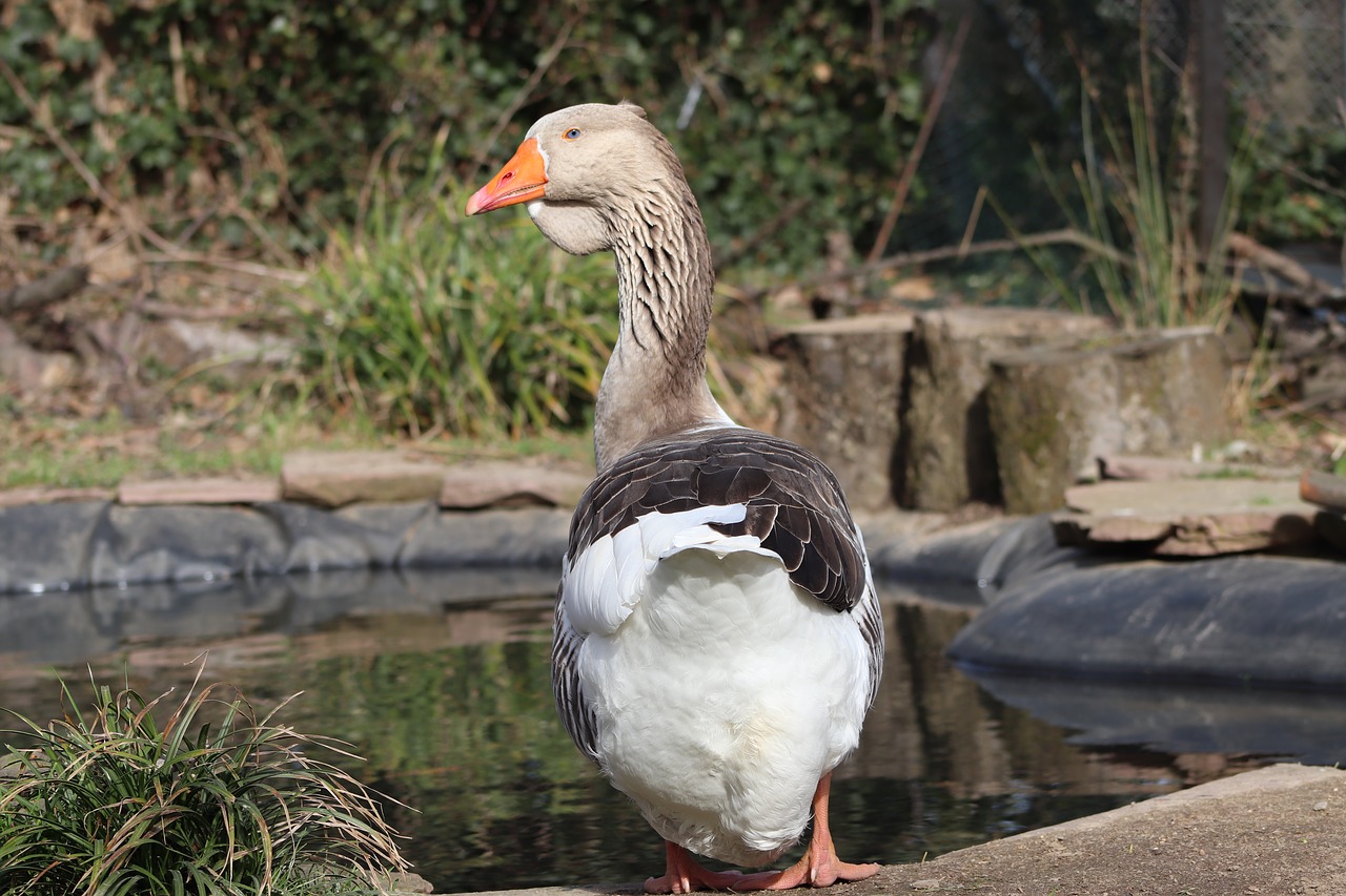 pet  domestic goose  ganter free photo