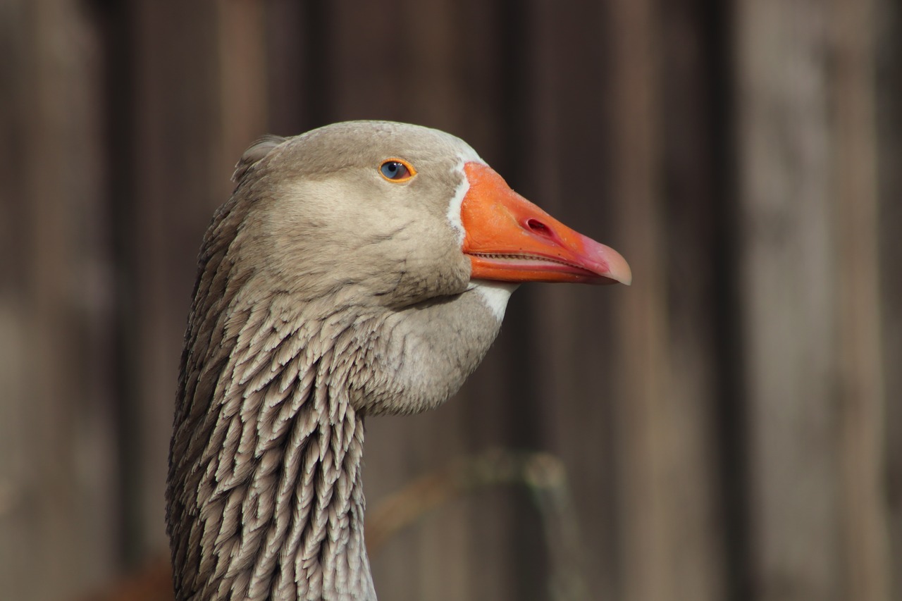 pet  domestic goose  ganter free photo