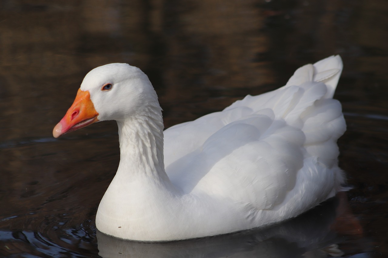 pet  domestic goose  goose free photo