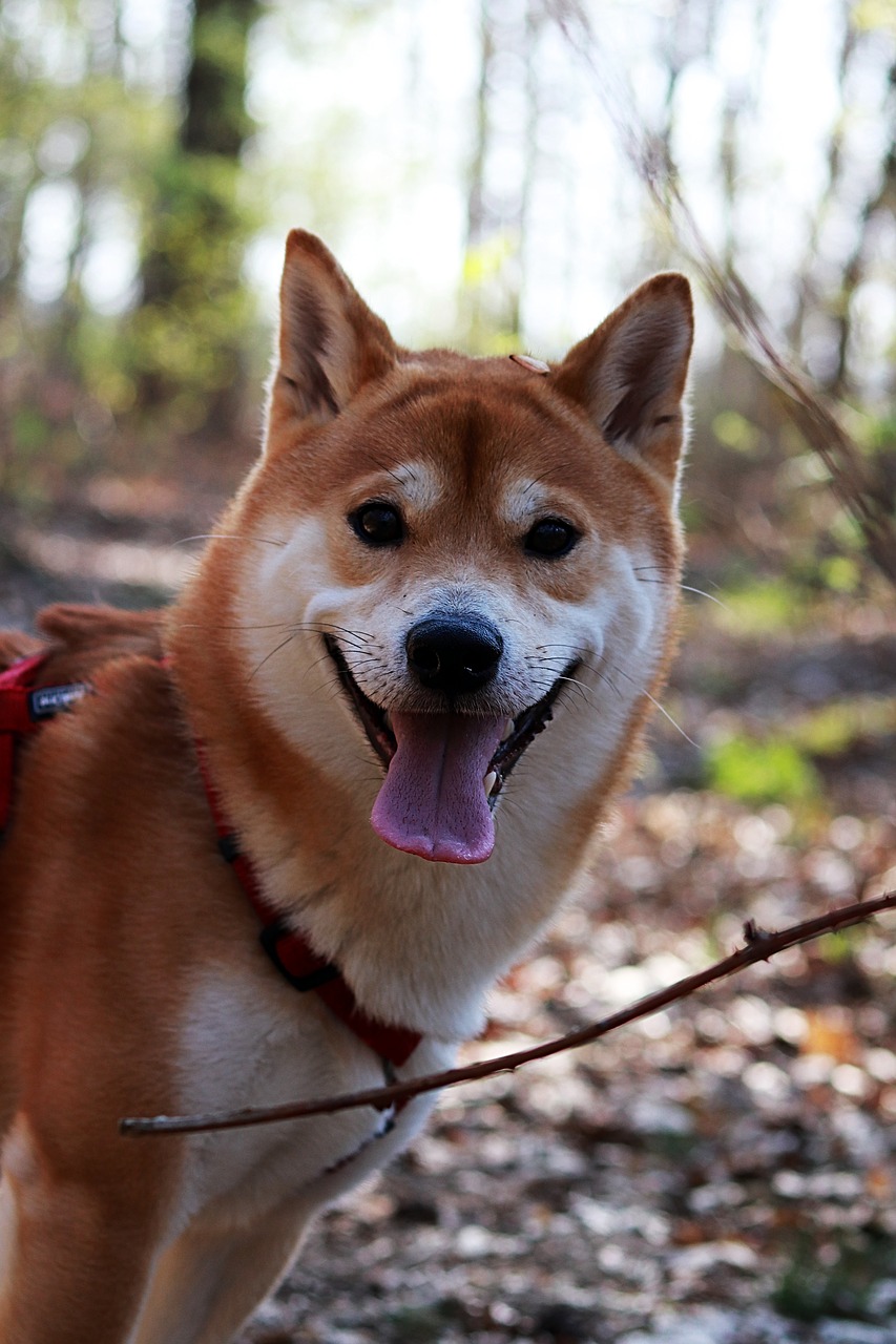 pet  dog head  dog free photo