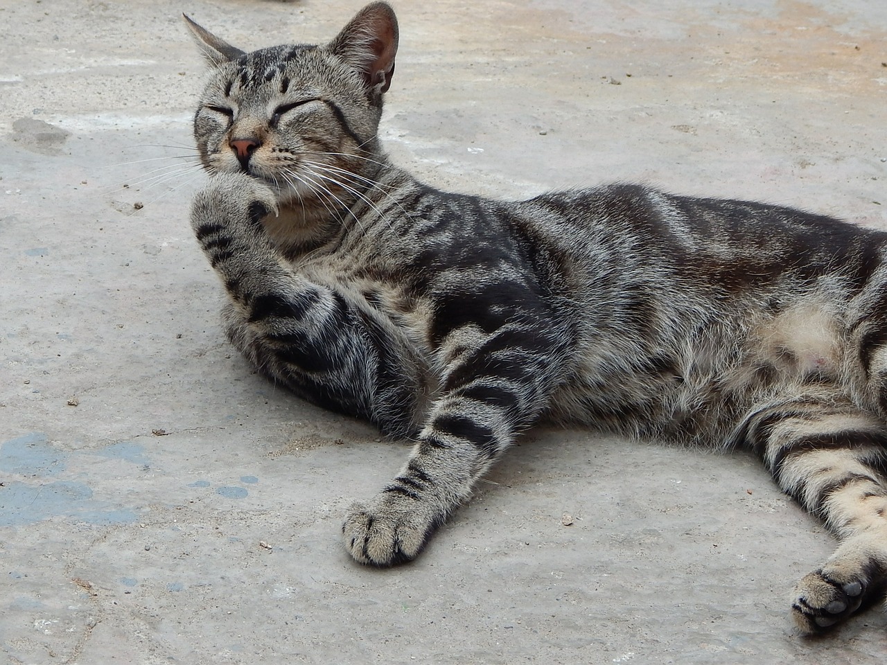 pet cat thinking free photo