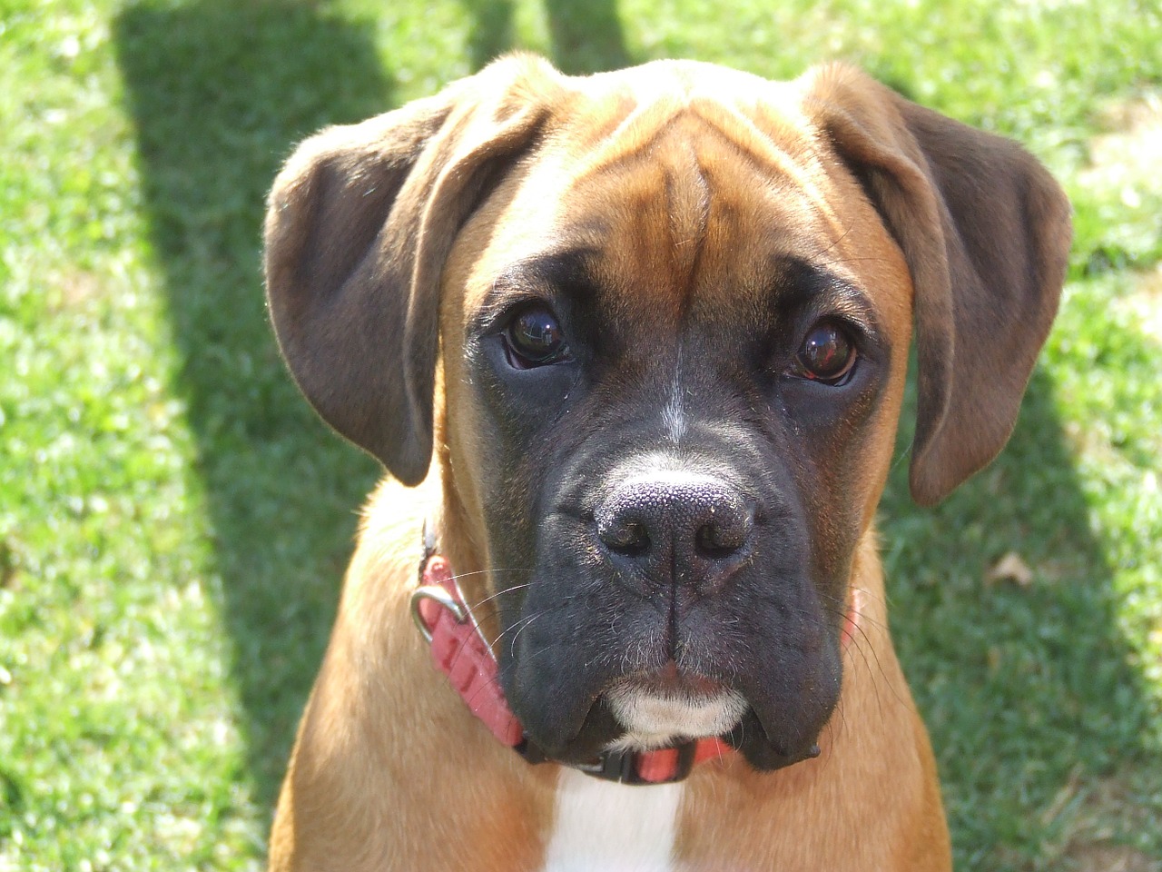 pet dog boxer free photo