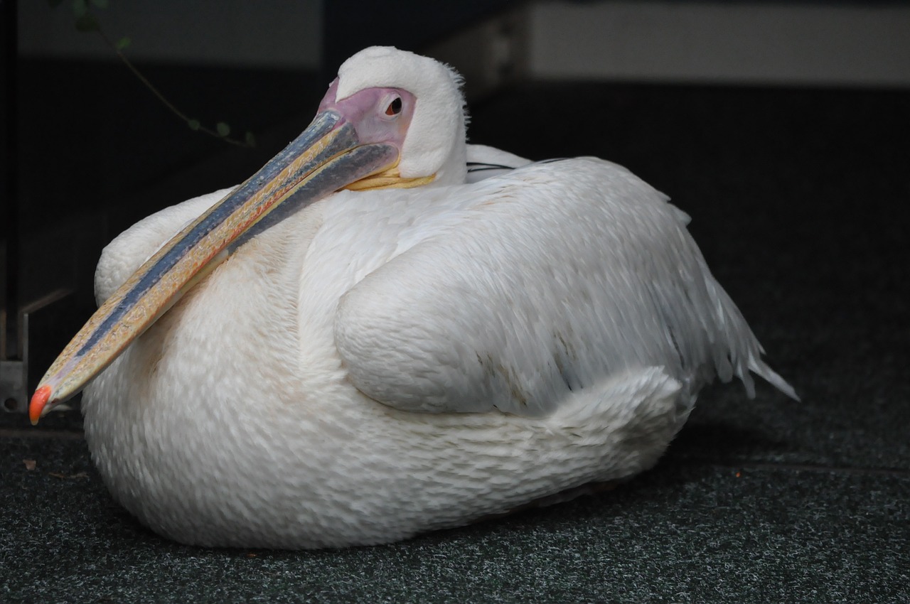 pet pelican bird has ever been free photo