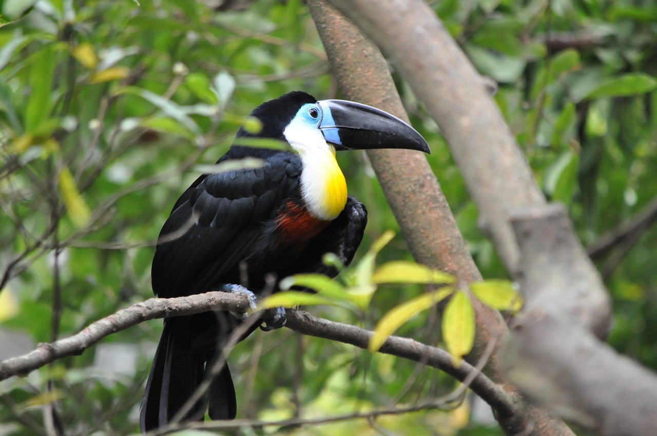 pet toucan rainforest free photo