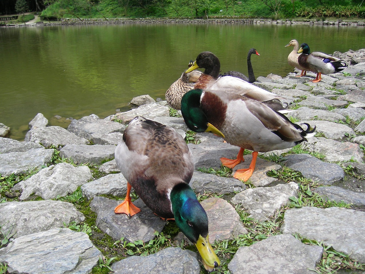 pet duck child shui bian free photo