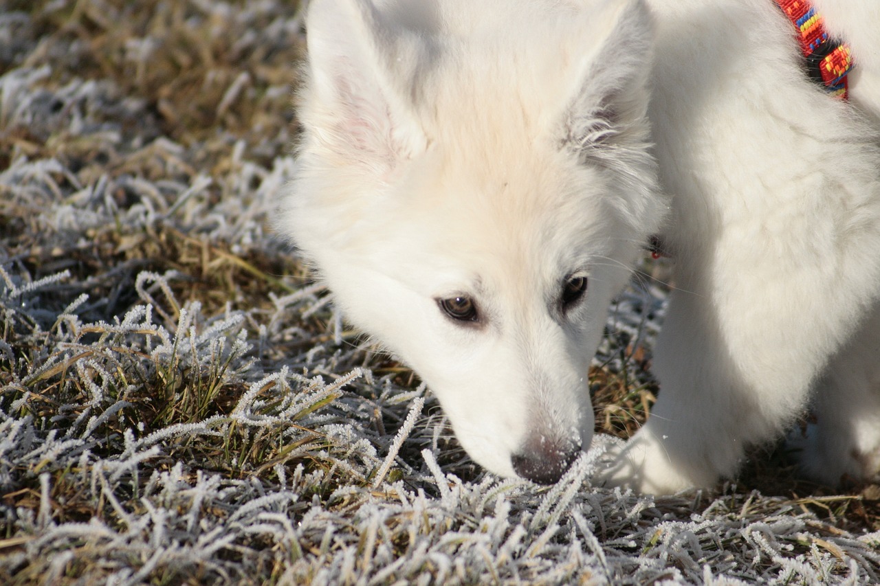 pet dog white free photo