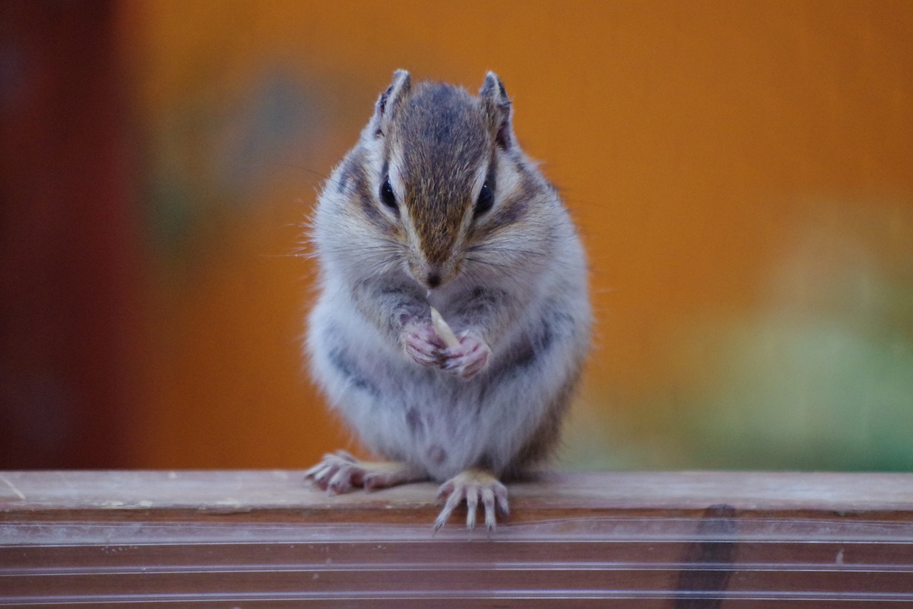 pet squirrel small animals free photo