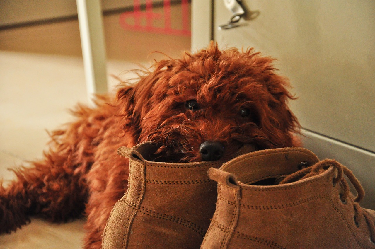 pet dog teddy shoe free photo