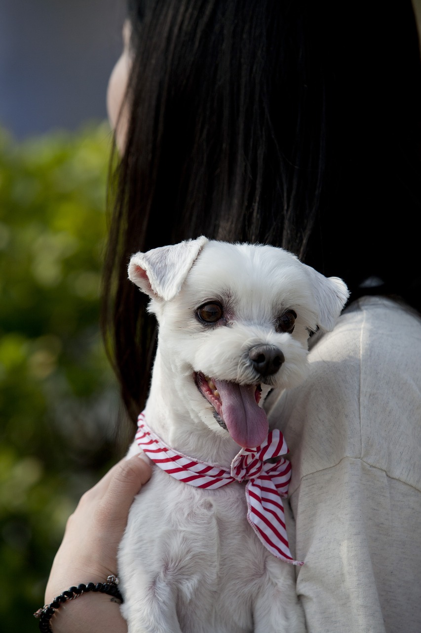 pet dogs canine companion animal free photo
