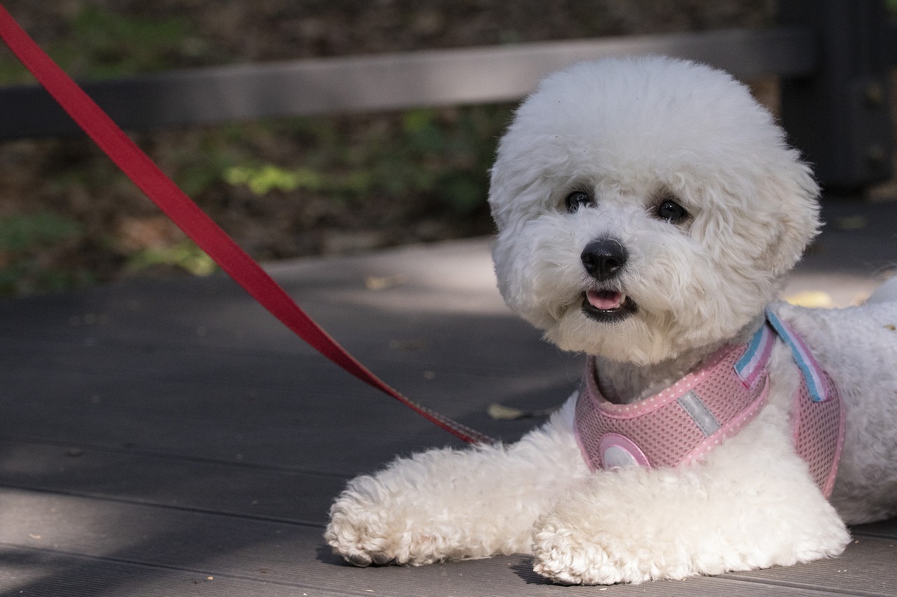 pet dogs  canine companion  walk free photo