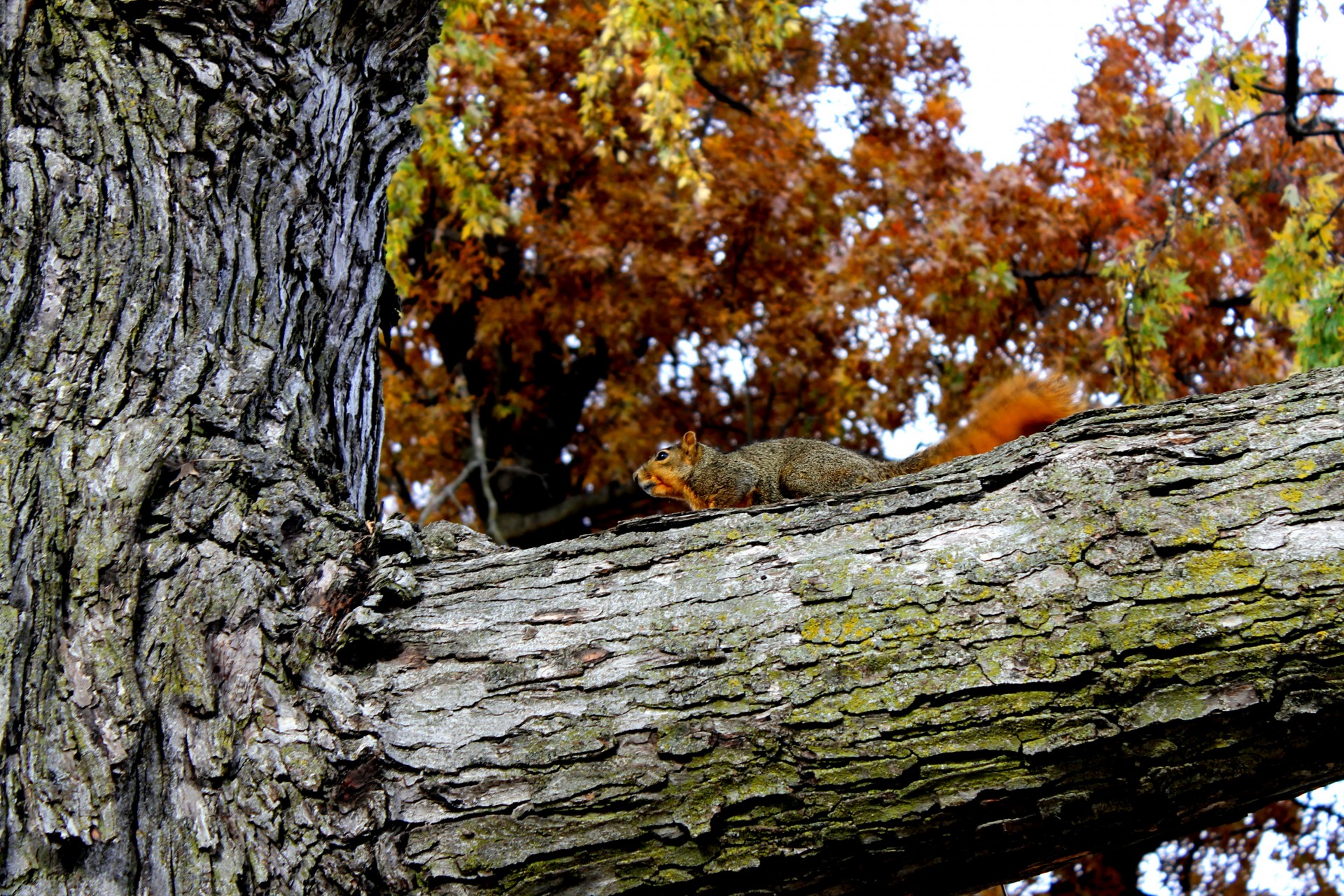 squirrel tree pet squirrel free photo