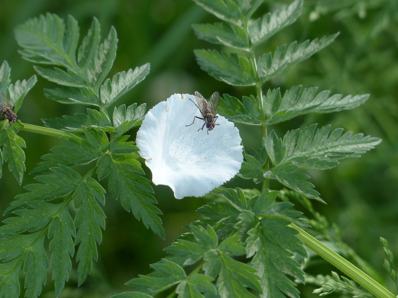 petal fly insect free photo