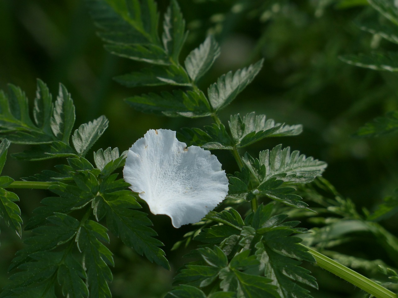 petal apple blossom white free photo