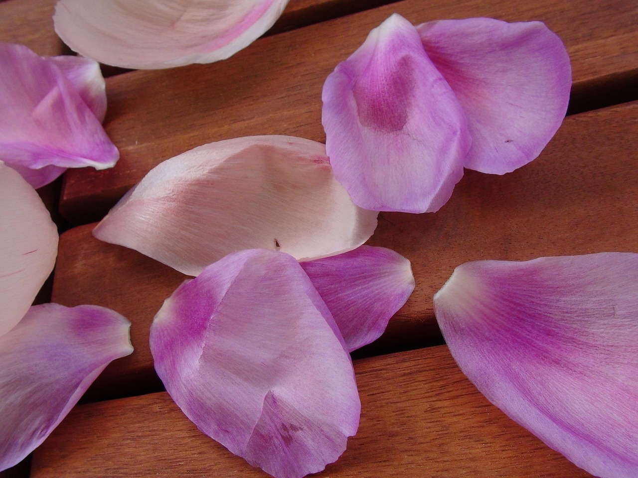 petal flower purple free photo