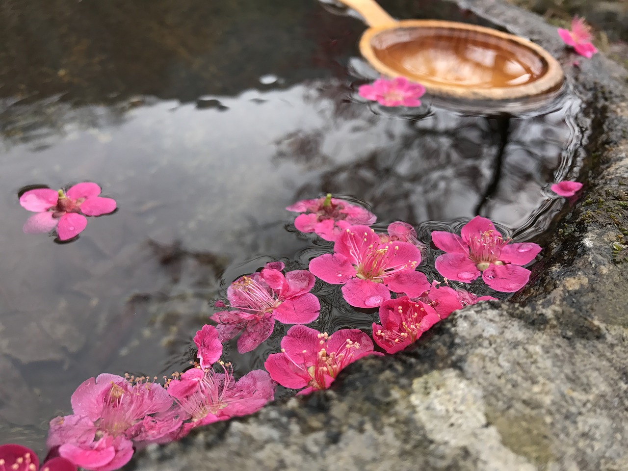 Вода розовых лепестков. Опавшие лепестки. Лепестки на воде. Цветы разбросанные на воде. Розовые лепестки в воде.
