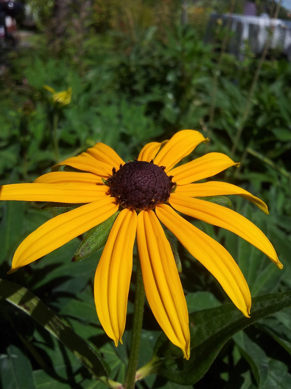 petal yellow flowers free photo