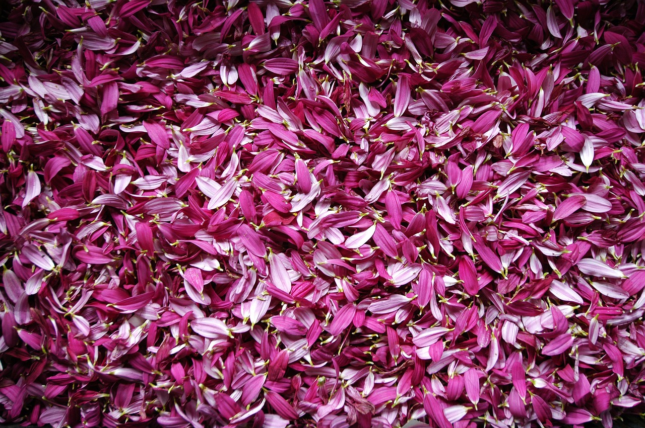 petal flowers deleafing free photo