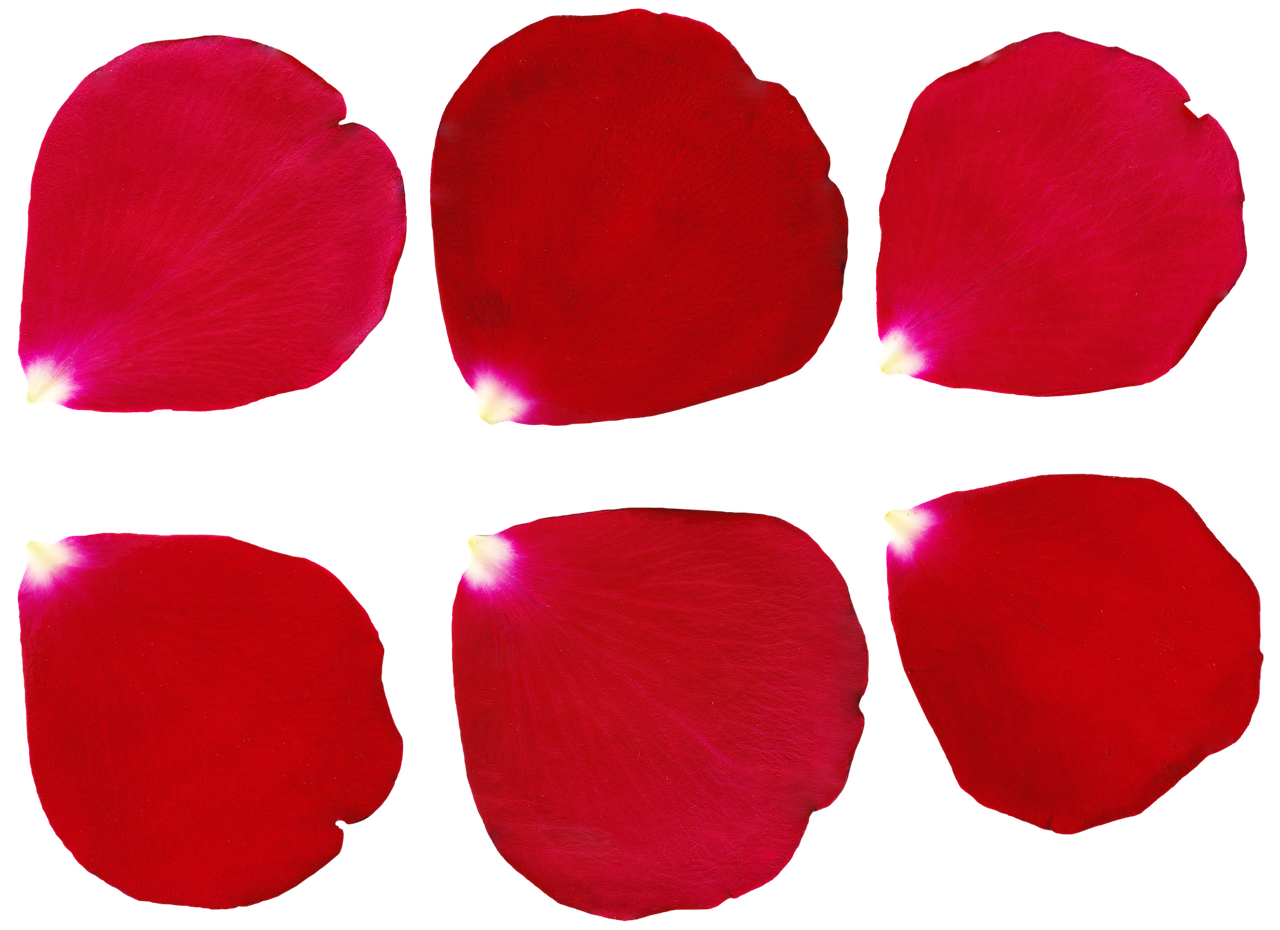 petal-rose-rose-petal-petals-red-free-image-from-needpix